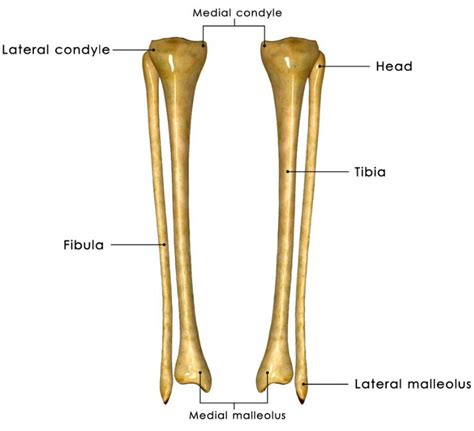 Tibia & Fibula | Lower body muscles, Body bones, Lab activities