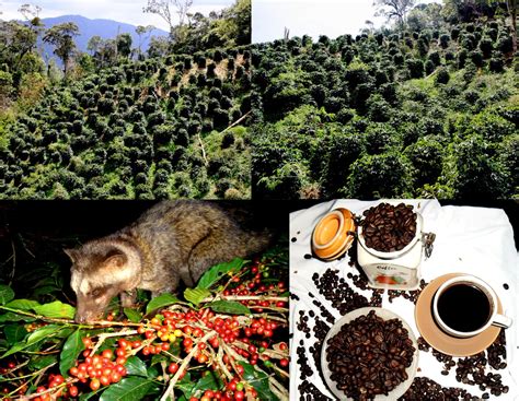 Kopi Luwak , Wild Civets Coffee From Gayo Mountain - Sumatra: Kopi Luwak , Wild Civet Coffee ...