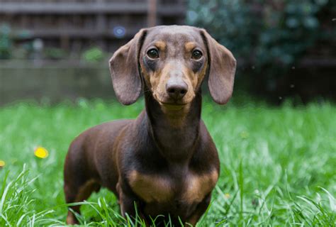 Dachshund Lifespan Facts You Should Know | PawLeaks