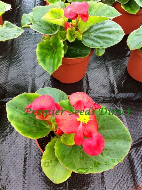 Begonia Semperflorens Heaven Red F1 | Begonia | Premier Seeds Direct Ltd