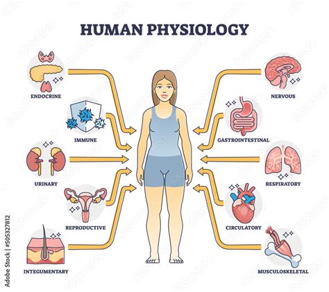 Human physiology as body functions and organ health study outline ...