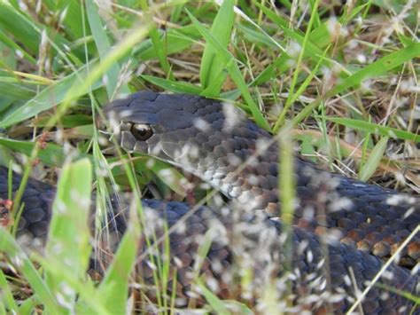 First Aid for Lowland Copperhead Snake Bite