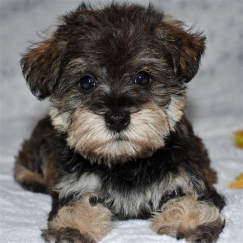 Schnoodle Puppies Minnesota - Puppy And Pets