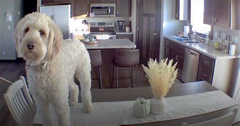 Owners Find Out What Their Dog Does While Home Alone via Security ...