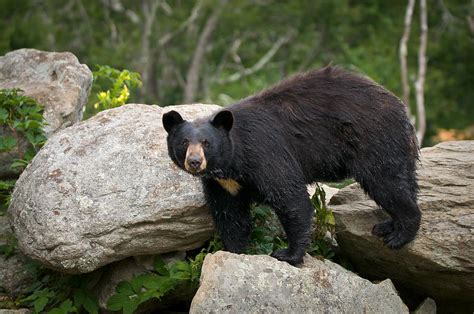 Black Bear Appalachian Mountains Wildlife Photography Western North Carolina Blue Ridge NC ...