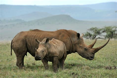 Rhino Horn Sales Reach Unprecedented High in China Despite Ban - InsideHook