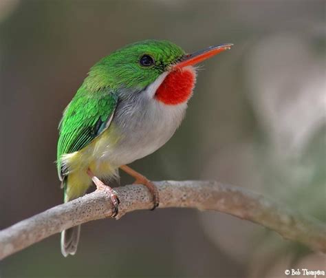 Puerto Rican Tody (Todus mexicanus) | Nature birds, Pet birds ...