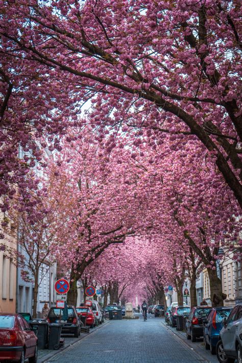 Where to Find Cherry Blossoms in Bonn, Germany [Photo Spots, Tips & More!]