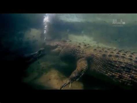 Saltwater Crocodile Mating - YouTube