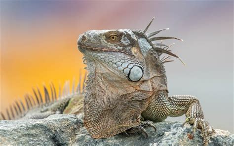 Download wallpapers iguana, lizard, reptile, wildlife for desktop free ...