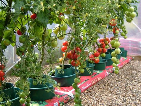 Growing Tomatoes in a Greenhouse - Grow Bags or Pots?