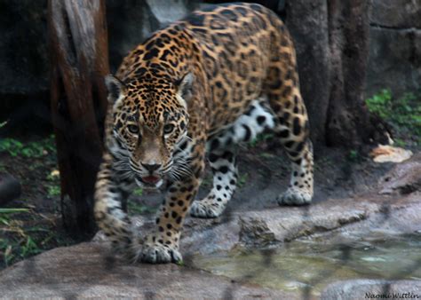 Jaguar hunting