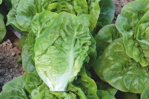 Little Gem Lettuce Seeds international - Meridiem Seeds