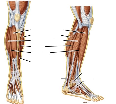 Calf Muscles - Anterior Diagram | Quizlet