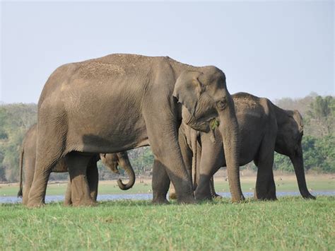 Baby elephant eating | A family of elephants in Nagarhole pa… | Flickr