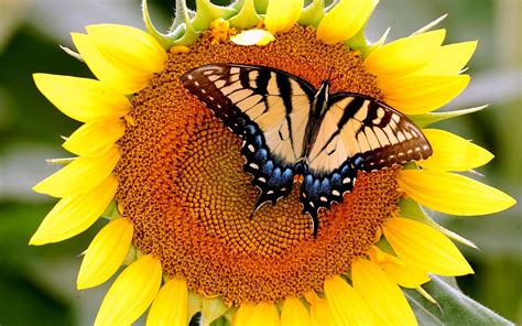 Butterfly on Sunflowers Wallpapers HD / Desktop and Mobile Backgrounds