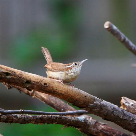 Carolina Wren - Bird Watching Academy