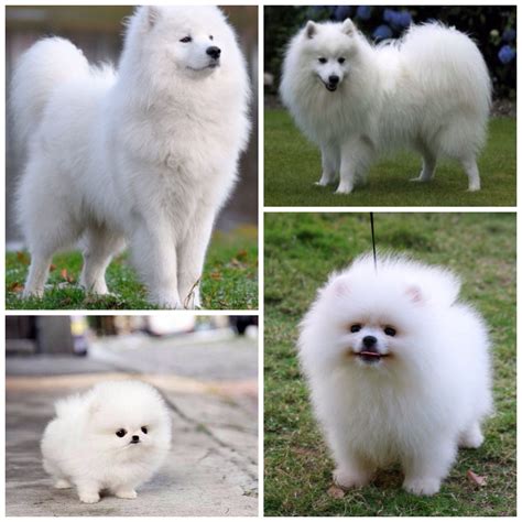 Samoyed, Spitz, Pomeranian, and teacup pom. | Samoyed puppy, Samoyed, Samoyed dogs