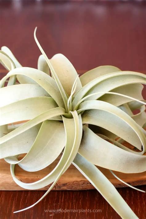 Amazing Tips to Decorating with Air Plants to Try Right Now