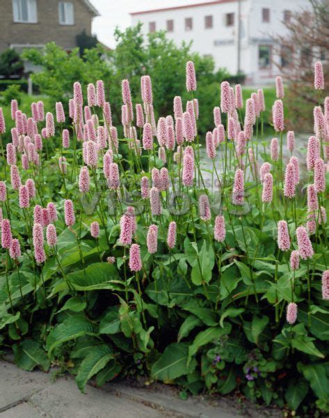 Polygonium Tolerates dry and windy conditions Sub. scoparius like ...