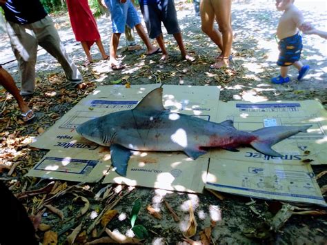 Tubarão azul de 4 metros é capturado na praia de Fortalezinha, nordeste do PA | Pará | G1