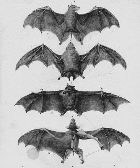 34 Best Bat Anatomy/ Drawing Tutorials images | Bat anatomy, Anatomy ...