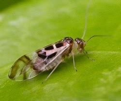 Psocoptera - Alchetron, The Free Social Encyclopedia