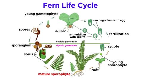 Do Ferns Have True Roots? The 22 Correct Answer - Musicbykatie.com