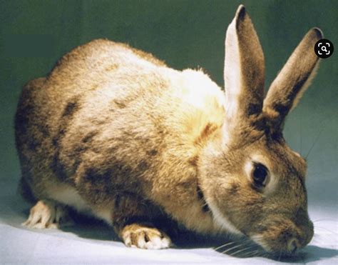 Immunization of Rabbits for Antibody Production | Unit Scientific