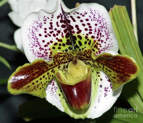 Orchid Close Up 2 Photograph by Wally Franiel