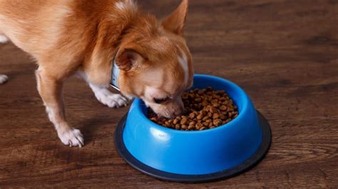 9 Best Wet Food for Chihuahua (Buying Guide) - I Love Chihuahua