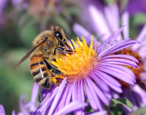Archivo:European honey bee extracts nectar.jpg - Wikipedia, la enciclopedia libre