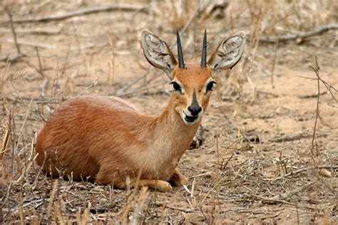 Steenbok: Photo by Photographer Issabella Kerklaan | Children ...