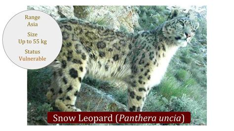 Snow Leopard (Panthera uncia) Classification