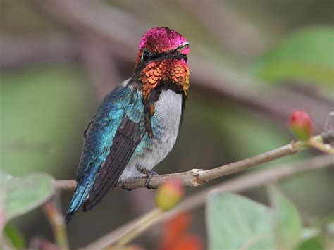 Colibrí Zunzuncito - eBird