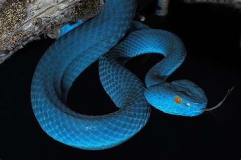 Premium Photo | Blue viper snake in close up