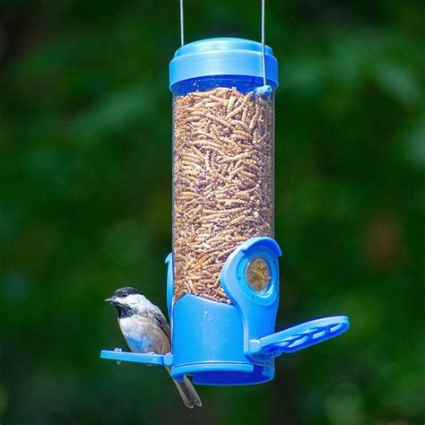 The Best Bluebird Feeders and Feeding Tips - Birds and Blooms