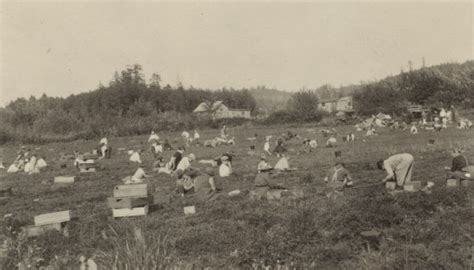 Handpicking Cranberries | Photograph | Wisconsin Historical Society