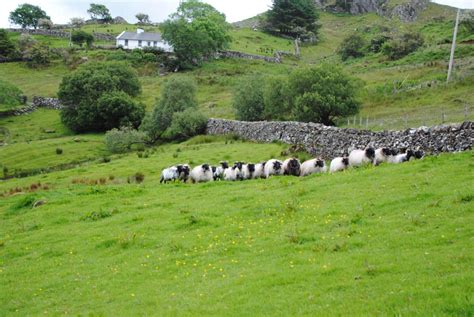 Our day on the working sheep farm in Ireland | WEEKEND O'CLOCK