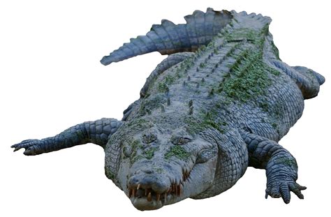 Crocodile PNG Image for Free Download