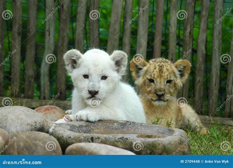 Two lion cubs stock photo. Image of cubs, african, africa - 2709448