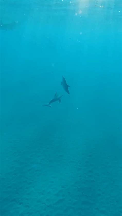 Dolphin leaps from water with gorgeous coast backdrop in slowmo : r ...