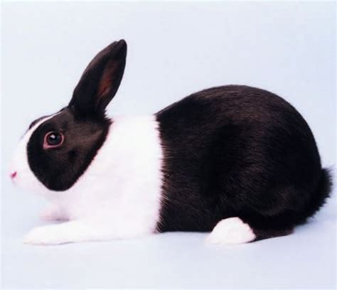 Dutch rabbit | petmapz by Dr. Katz, Your veterinarian endorsed pet community!