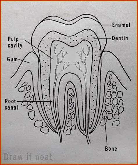 Diagram Of Human Teeth With Numbers Diagrams : Resume Examples