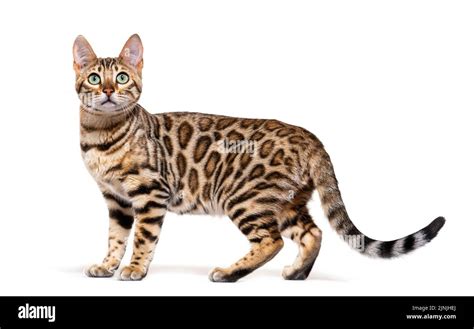 Standing brown bengal cat, side view, isolated on white Stock Photo - Alamy