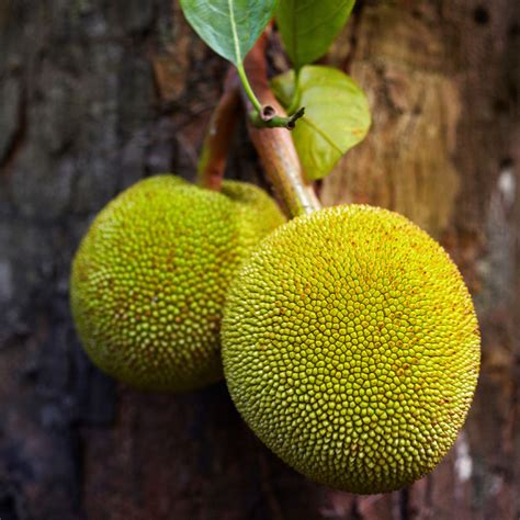 Jackfruit Trees for Sale | FastGrowingTrees.com