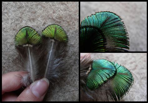 Indian Peafowl Feathers by CabinetCuriosities on DeviantArt