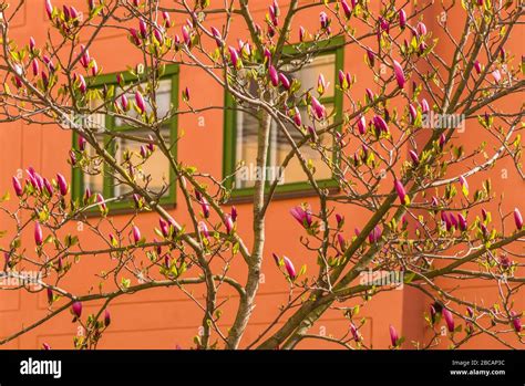 Sweden, Stockholm, Gamla Stan, Old Town, magnolia tree, spring Stock ...