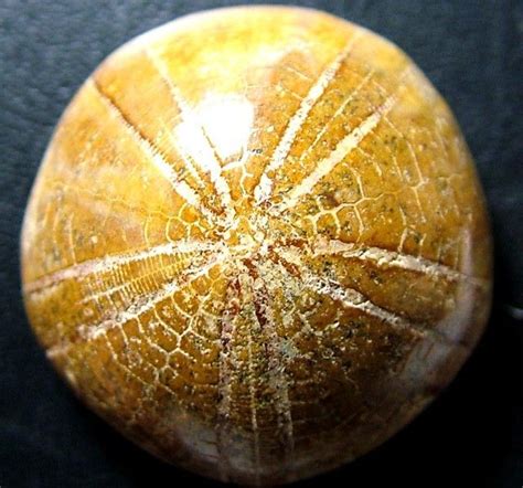 POLISHED SEA URCHIN FOSSIL.-SAND DOLLARS 56.60 CTS [MX6553] | Fossil, Urchin, Sand dollar