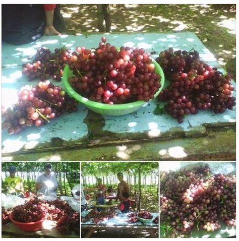 Popular Manila: Grape Picking Farm at La Union Philippines